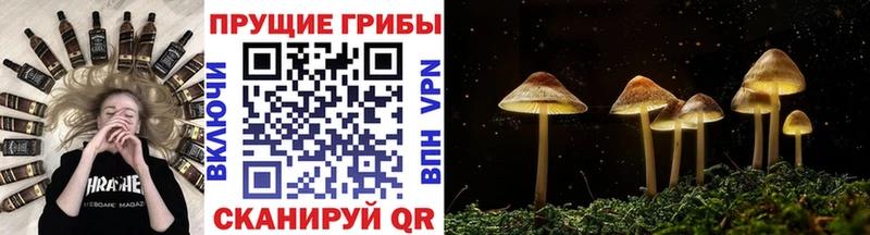 Галлюциногенные грибы Psilocybine cubensis  Фрязино 