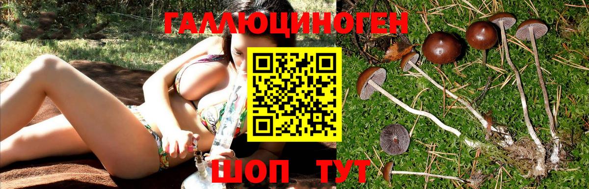 Фрязино  Псилоцибиновые грибы Psilocybine cubensis  Вход с VPN  Галлюциногенные грибы мицелий 